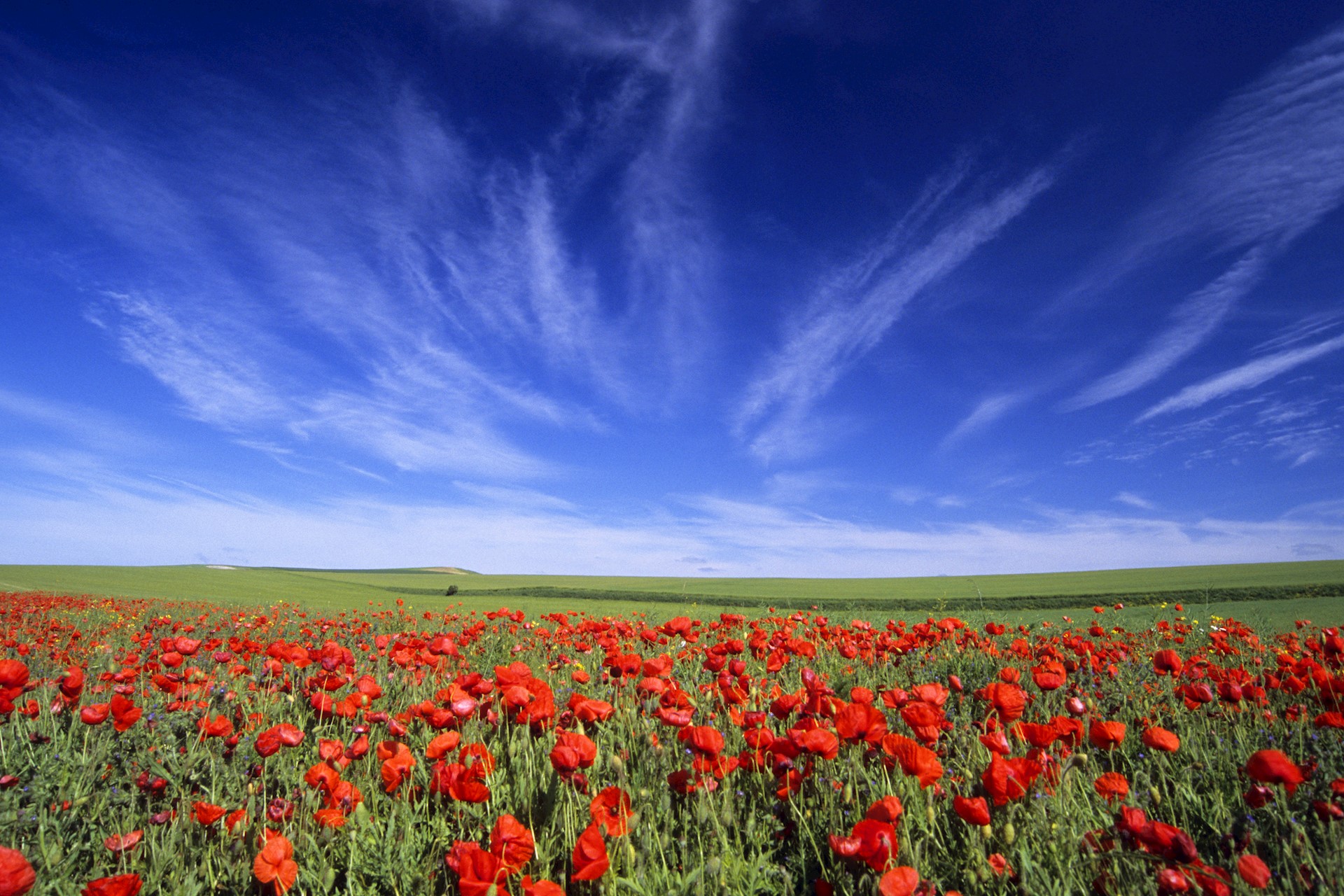 MonGr - GR145 - Via Francigena  : champs de fleurs de coquelicots près de Wissant - crédit : Richard Soberka - Hemis.fr